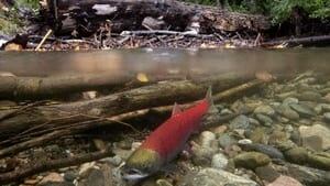si-sockeye-01707355