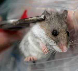 mi-deer-mouse-ap