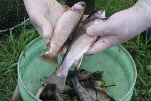 pe-mi-trout-river-kill
