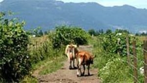 mi-bc-archive-raw-milk-farm
