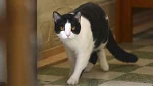 mi-mayor-cat-2-rtx10p2h