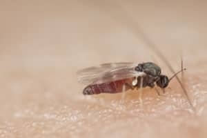 Black Fly