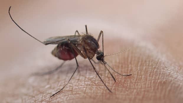 First Human Case of West Nile Reported in the Centennial State First Human Case of West Nile Reported in the Centennial State