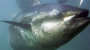 tuna-2