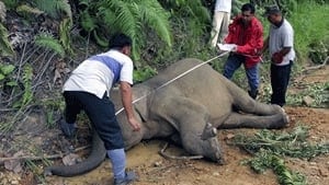 si-elephant-malay-300