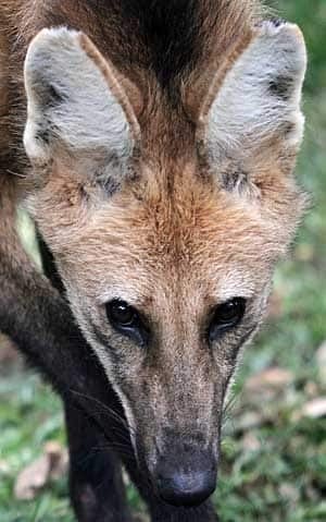 mi-brazil-manedwolf-300
