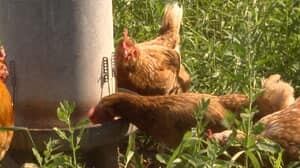 pe-mi-free-range-chickens