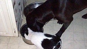 mi-odie-cat
