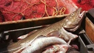tp-cod-fish-cp-1322394