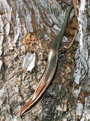 si-300-skink2
