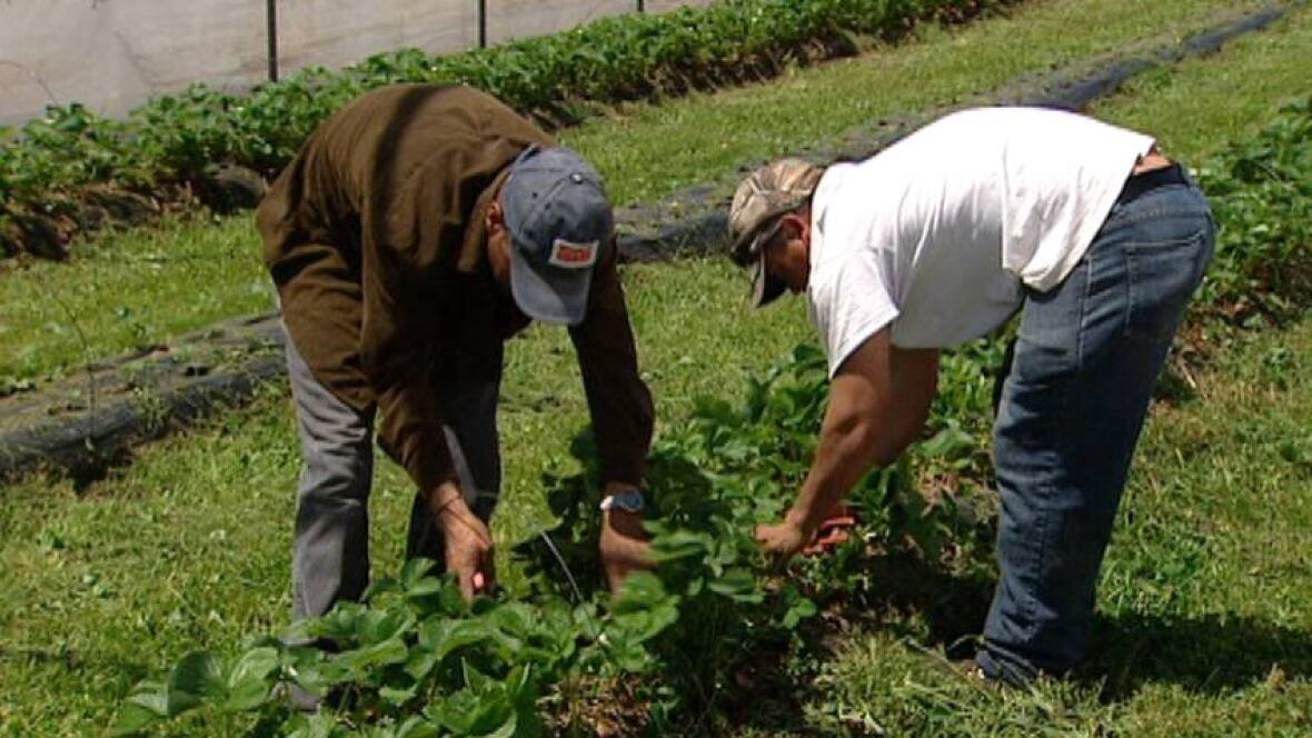 new-ei-rules-worry-seasonal-workers-in-n-s-nova-scotia-cbc-news