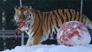 nb-siberian-tiger-meat-300