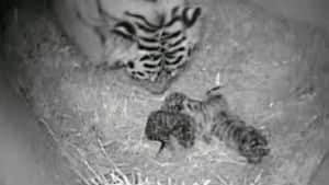 si-tiger-babies-300