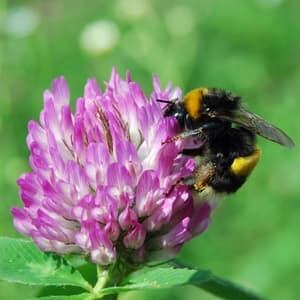 sm-300-wild-bee-garibaldi3hr