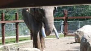 si-cgy-elephant-caps