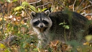hi-wdr-raccoon-4col