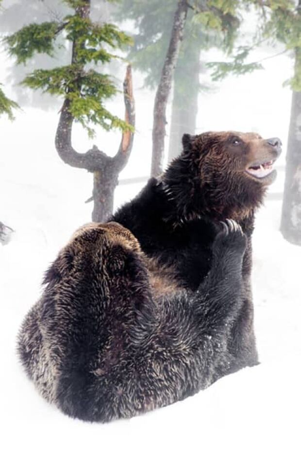 fw-bc-130420-grouse-mountain-grizzly-bears-grinder-coola-playing
