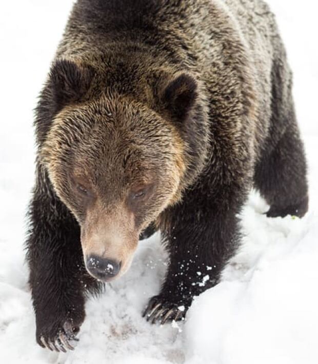 fw-bc-130420-grouse-mountain-grizzly-bears-grinder