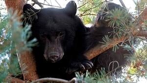 hi-black-bear-cp9399736-4col