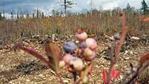 hi-sprayed-blueberries-852-4col