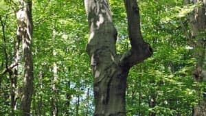 mi-tree-with-face-300
