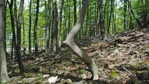 mi-tree-trail-marker
