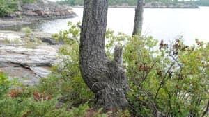 mi-tree-cave-marker-300