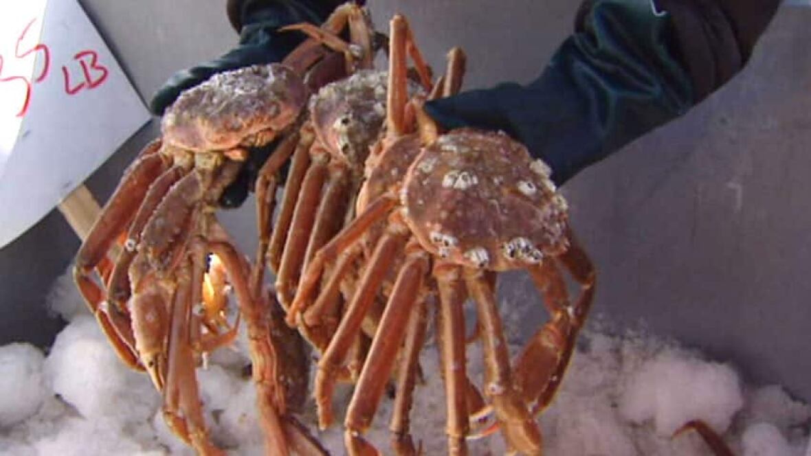 Snow crab fishermen fined 7K Newfoundland & Labrador CBC News