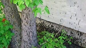 mi-infestation