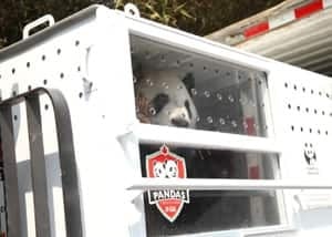 300-panda-crate-fedex