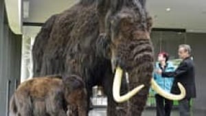 220-mammoth-cp02417039