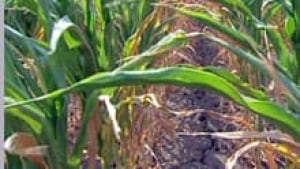 si-ott-corn220
