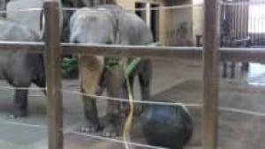 si-rani-elephant-220-new