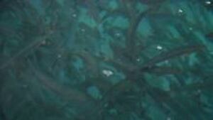 ns-salmon-blue_220x124_1
