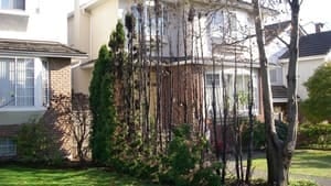 hi-bc-130226-fireworks-damage-shrubs-vancouver-2012-4col