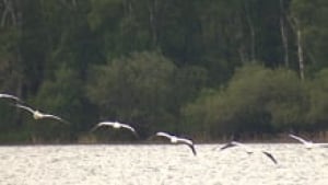 si-lake-isle-pelicans