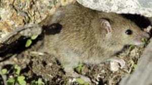 si-mouse-220-cp-01486156