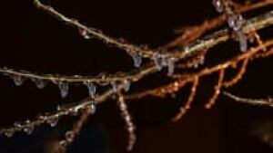 si-kw-120412-tree-branch-ice-night-220