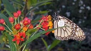si-300-m-butterfly-tagged