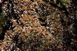 si-300-monarchs-mexico