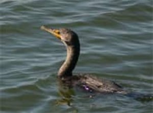sk-cormorant070124-220