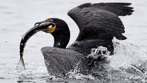 pe-hi-cormorant-fish-cp-4col