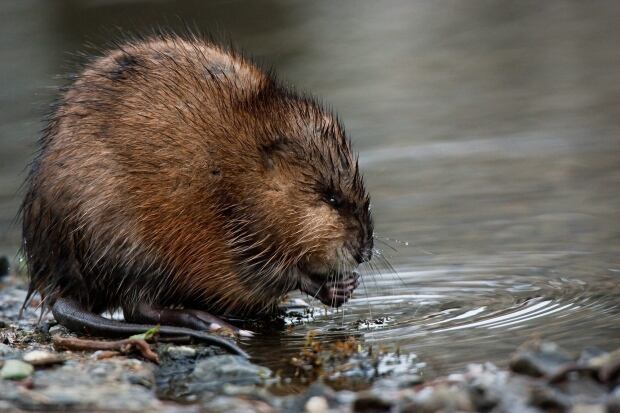 hi-wdr-muskrat