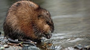 wdr-620-muskrat