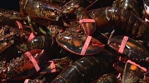 pe-mi-lobster-live-300