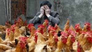 si-h7n9-bird-flu-chickens-2