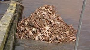 nl-dumped-crab-20130415