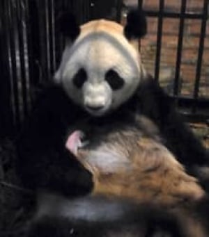 si-baby-panda-220-rtr34n8p