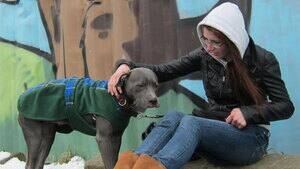 hi-ns-rehtaeh-dog-fb-4col