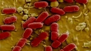 ns-e-coli-4col